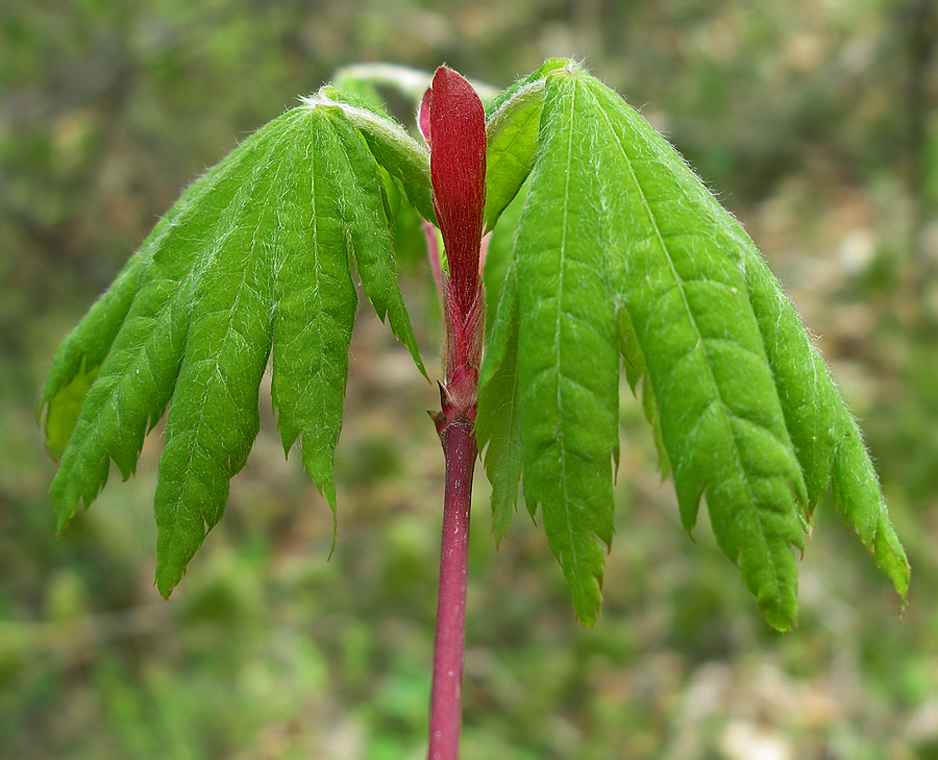 Image of Acer pseudosieboldianum specimen.