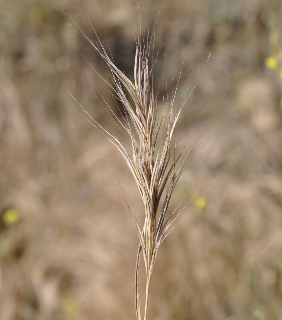 Изображение особи семейство Poaceae.