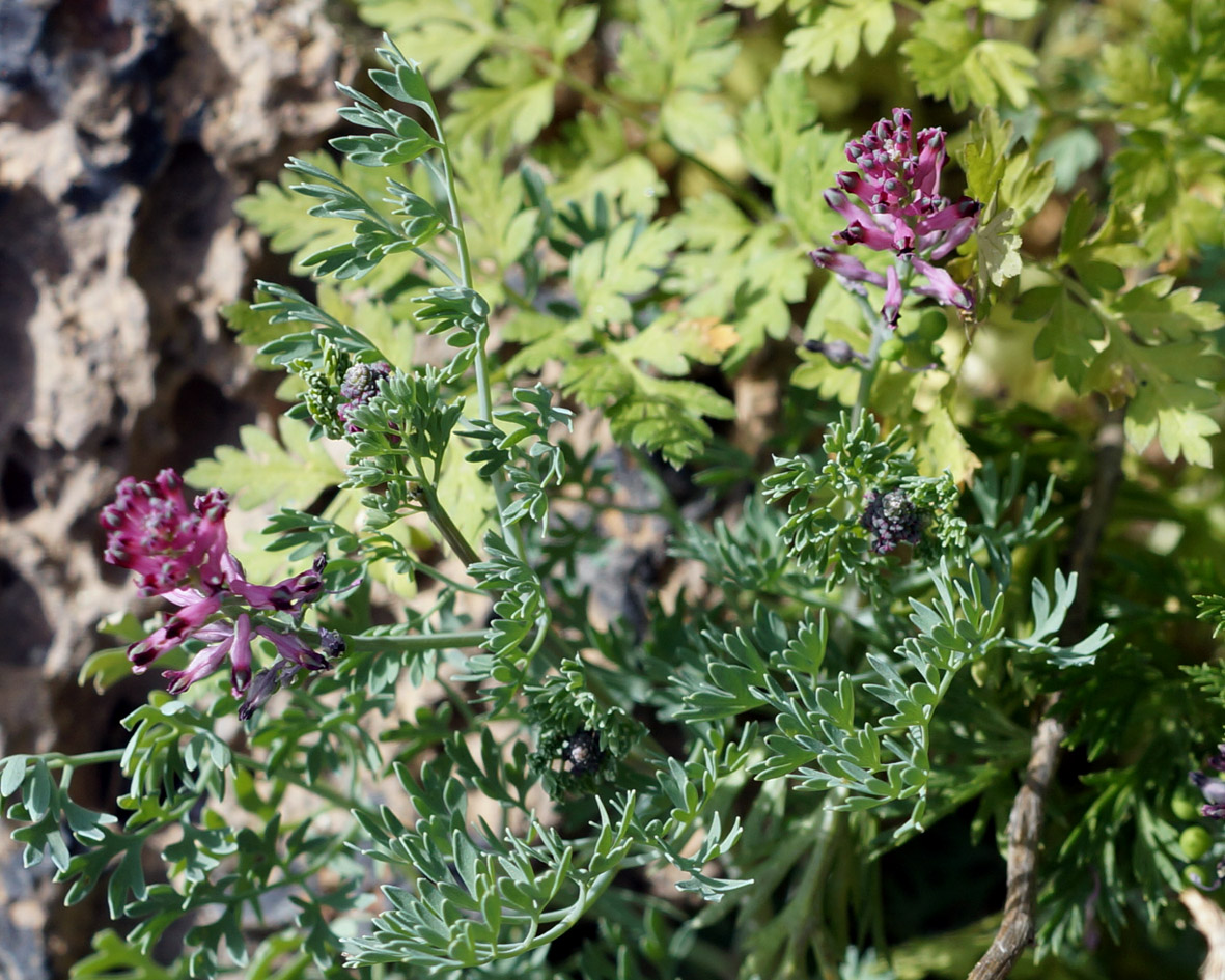 Image of Fumaria officinalis specimen.