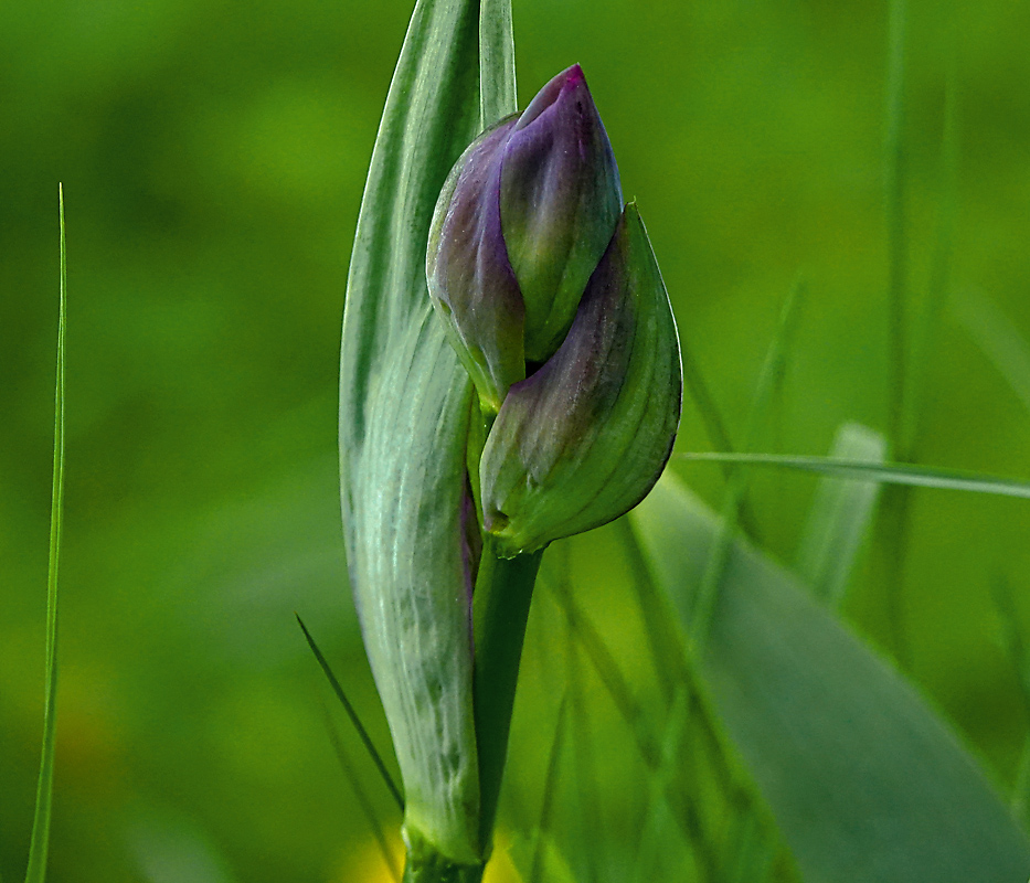 Image of Iris nyaradyana specimen.