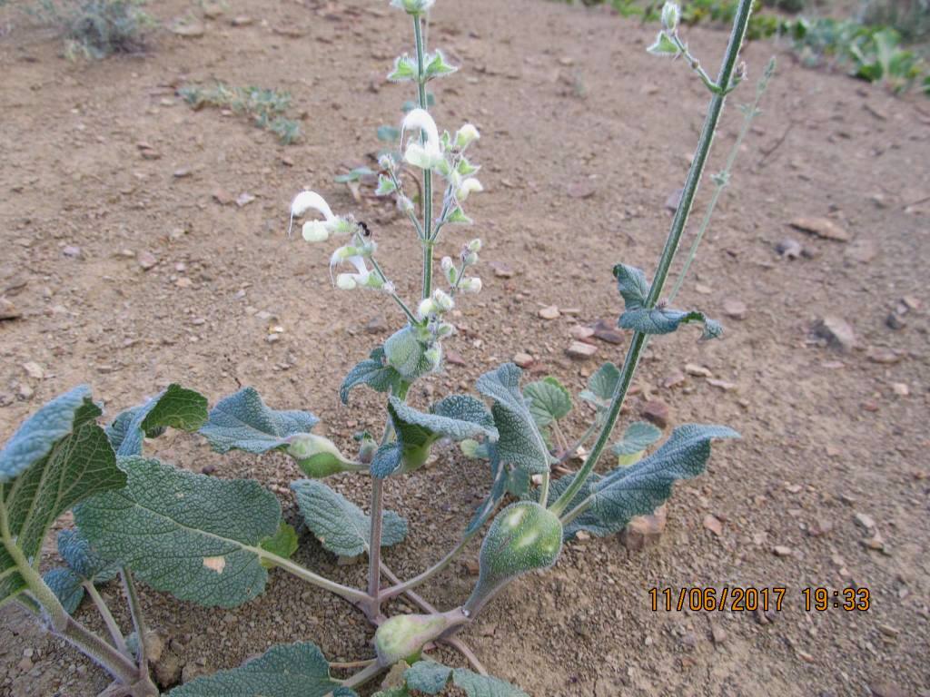 Изображение особи Salvia limbata.