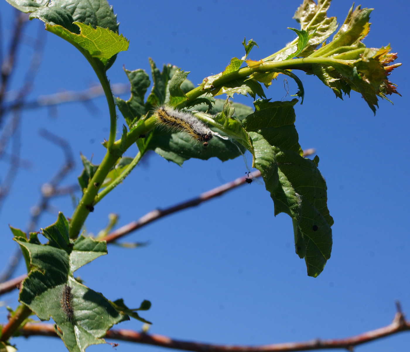 Изображение особи Crataegus chlorocarpa.