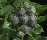 Arctium tomentosum