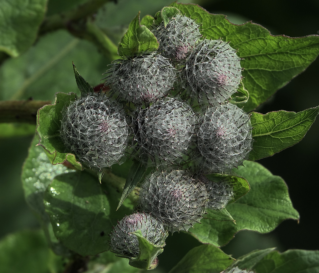 Image of Arctium tomentosum specimen.