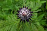 Pedicularis atropurpurea. Соцветие (вид сверху). Республика Адыгея, Майкопский р-н, Кавказский биосферный заповедник, восточное подножие горы Фишт, территория туристского приюта \"Фишт\", луг, выс. ок. 1590 м н.у.м. 15.07.2017.