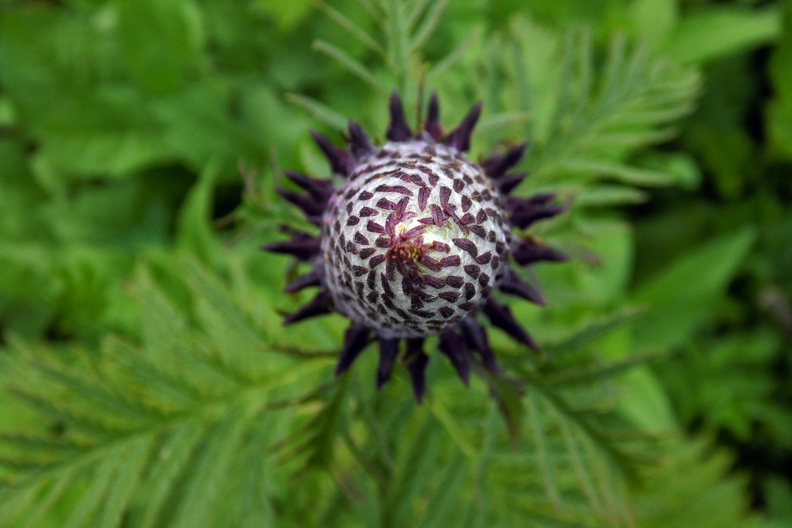 Изображение особи Pedicularis atropurpurea.