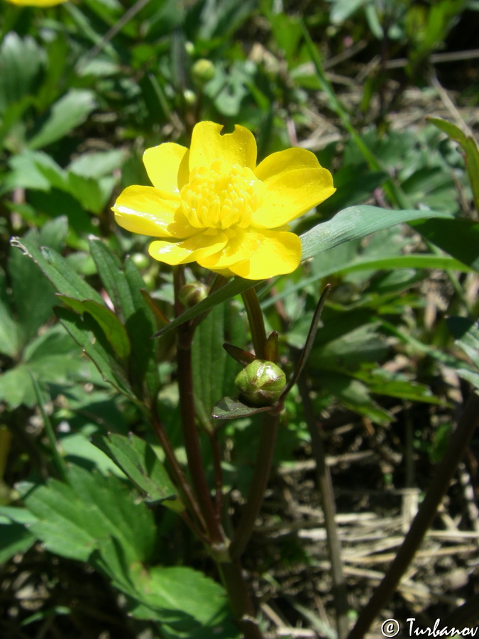 Image of Ranunculus repens specimen.