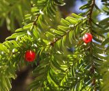 Taxus baccata