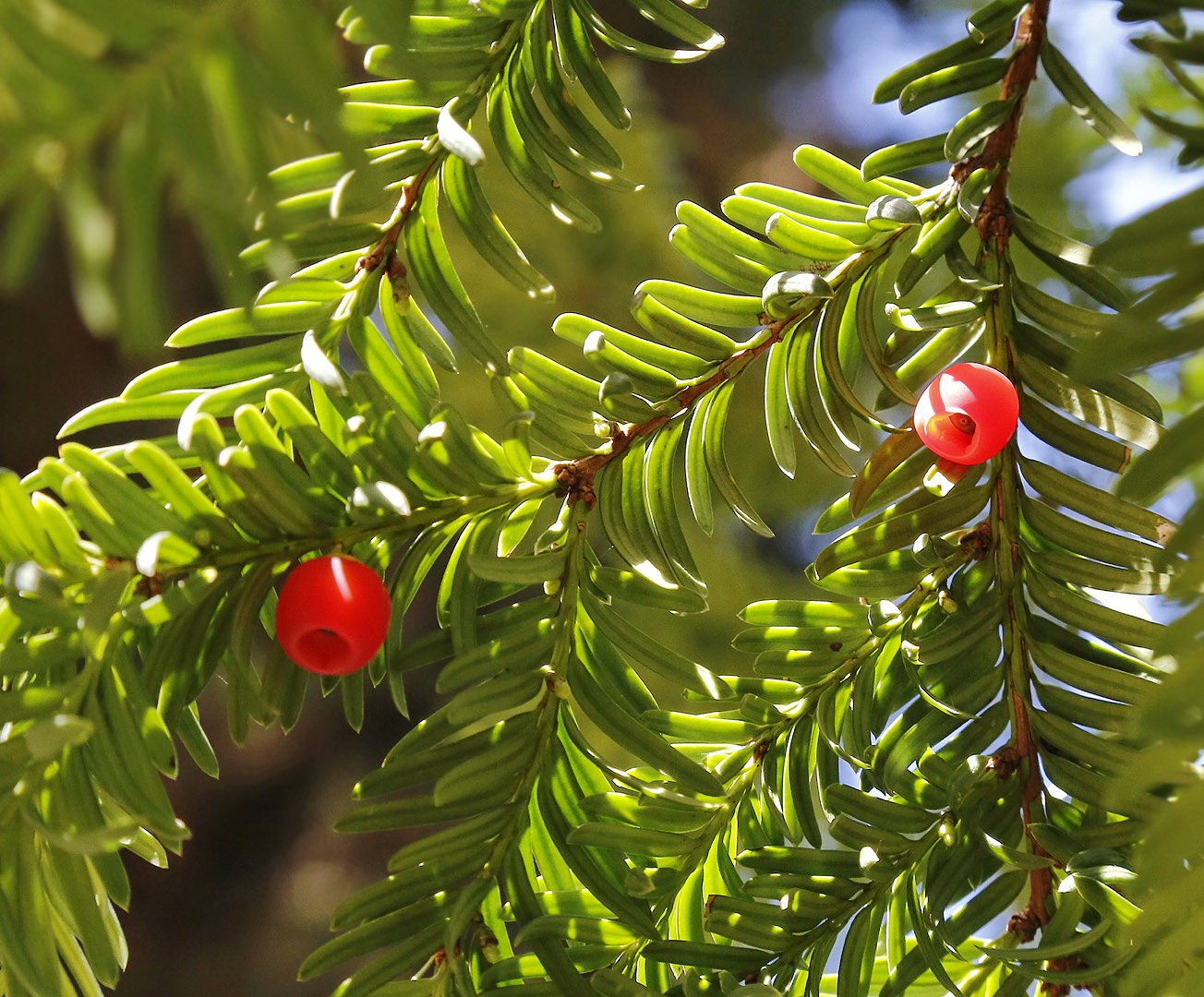 Image of Taxus baccata specimen.