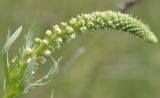 genus Reseda
