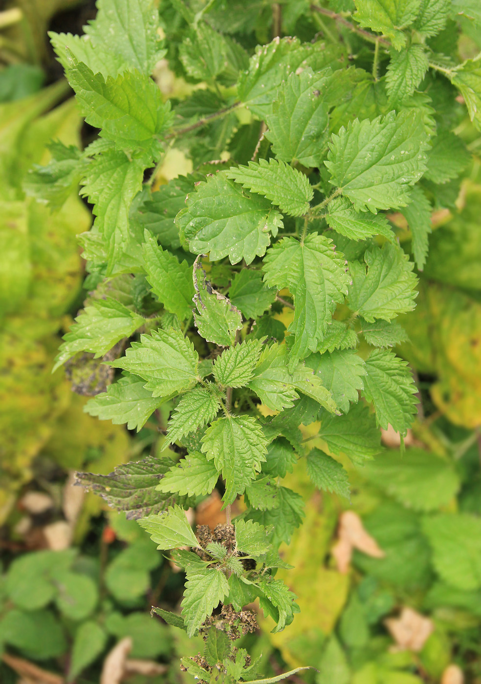 Изображение особи Urtica dioica.