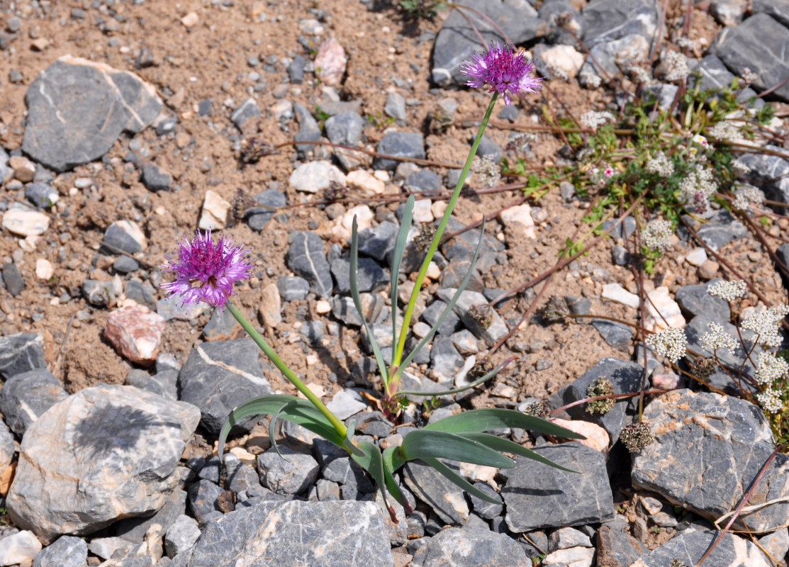 Image of Allium carolinianum specimen.