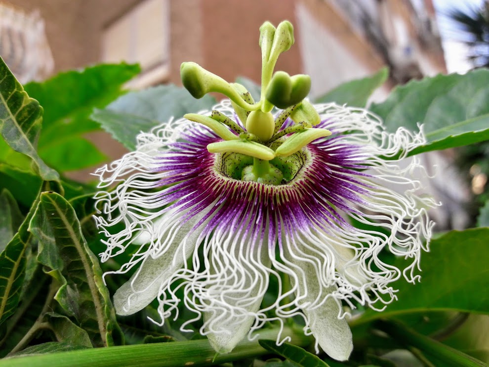 Image of Passiflora edulis specimen.