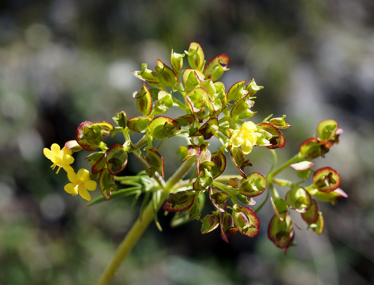 Изображение особи Patrinia sibirica.