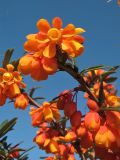 Berberis trigona. Верхушка цветущего побега (cv. 'Orange King'). Великобритания, Шотландия, Эдинбург, Royal Botanic Garden Edinburgh. 4 апреля 2008 г.