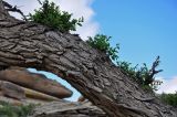 Ulmus pumila. Часть ствола. Монголия, аймак Туве, окр. г. Эрдэнэсант, ≈ 1400 м н.у.м., каменистый сухой склон. 01.06.2017.
