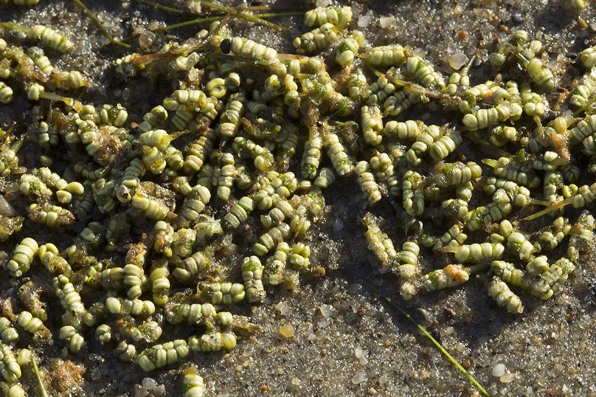 Image of Ruppia maritima specimen.