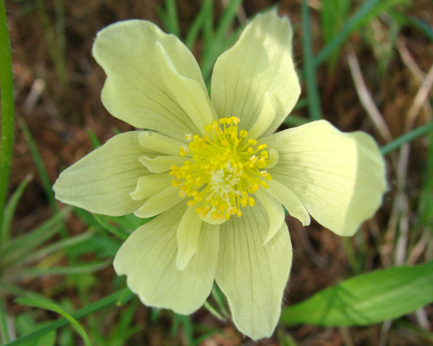 Image of Pulsatilla orientali-sibirica specimen.