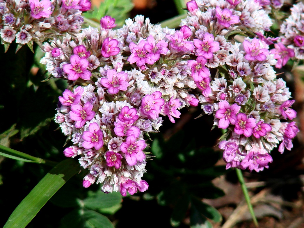 Изображение особи Goniolimon speciosum.