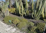 Ferocactus robustus