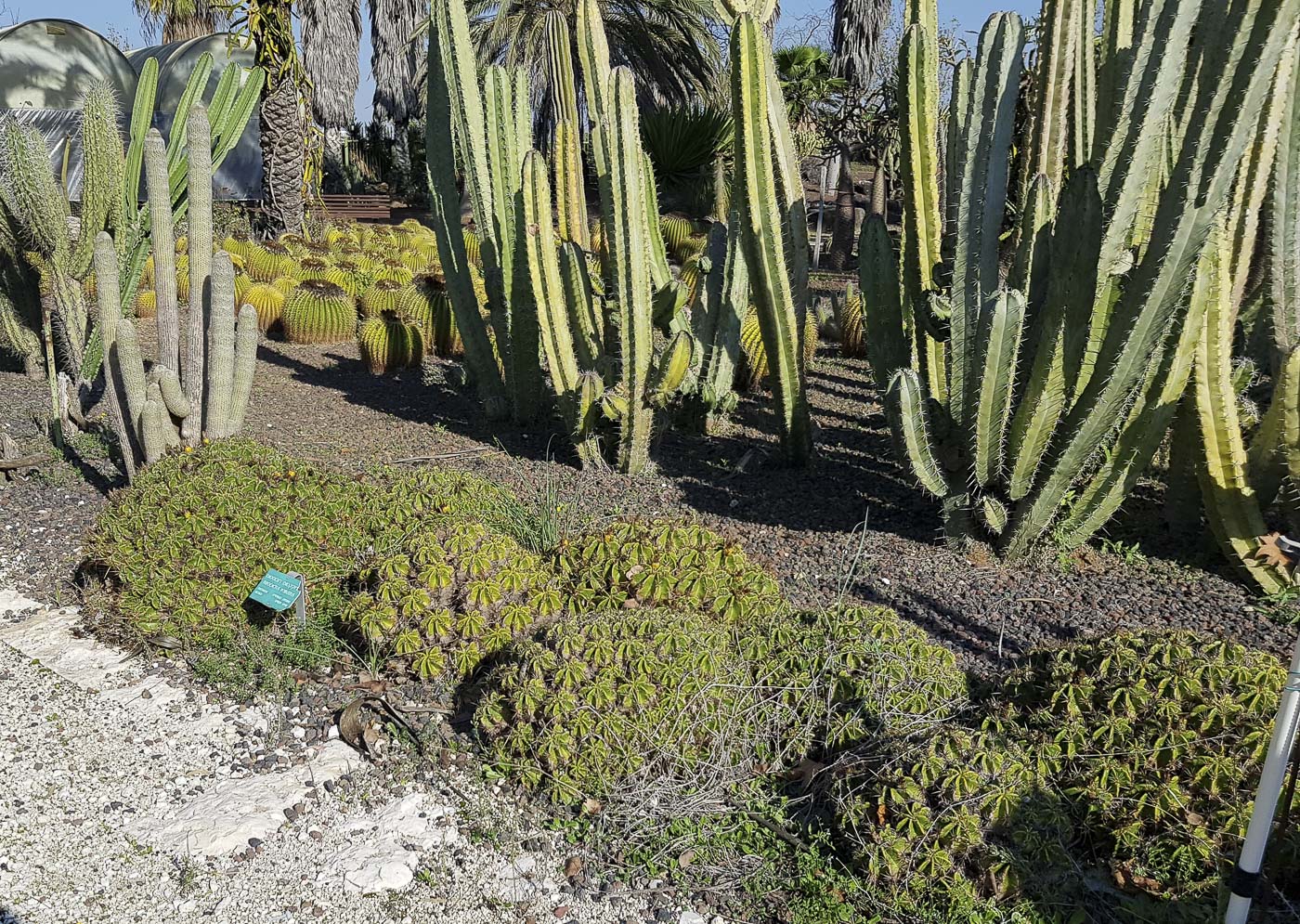 Image of Ferocactus robustus specimen.