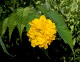 Kerria japonica var. pleniflora