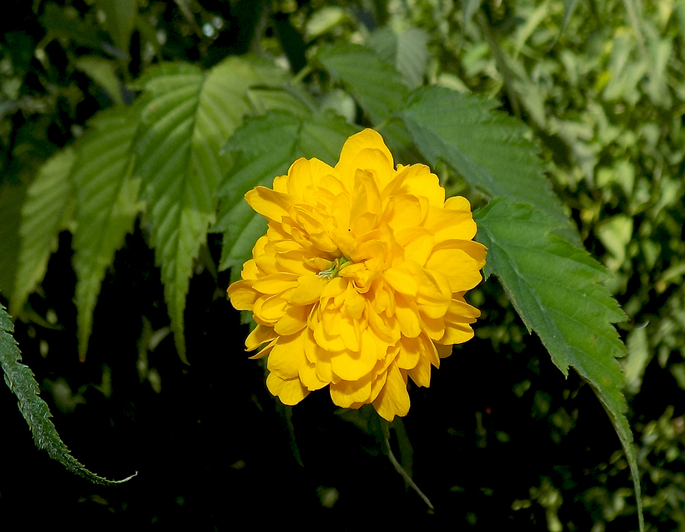 Изображение особи Kerria japonica var. pleniflora.