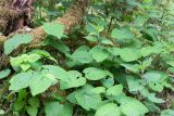 Aristolochia pontica