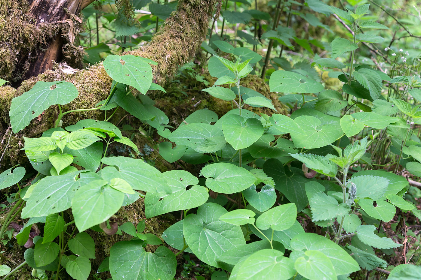 Изображение особи Aristolochia pontica.