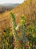 Austrocylindropuntia subulata. Молодое растение. Испания, Андалусия, провинция Гранада, г. Гранада, р-н Вехний Альбайсин, сухой луг. Январь.