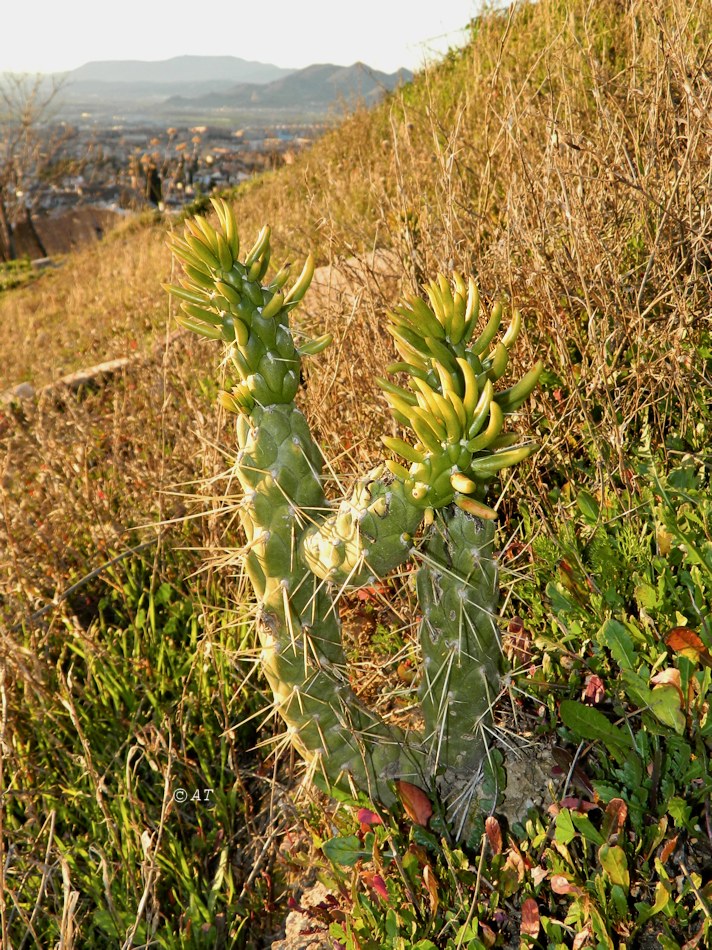 Image of Austrocylindropuntia subulata specimen.