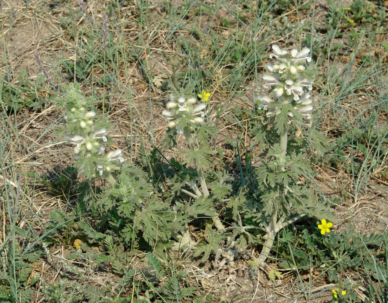 Image of Panzerina lanata specimen.