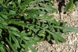 Gazania rigens