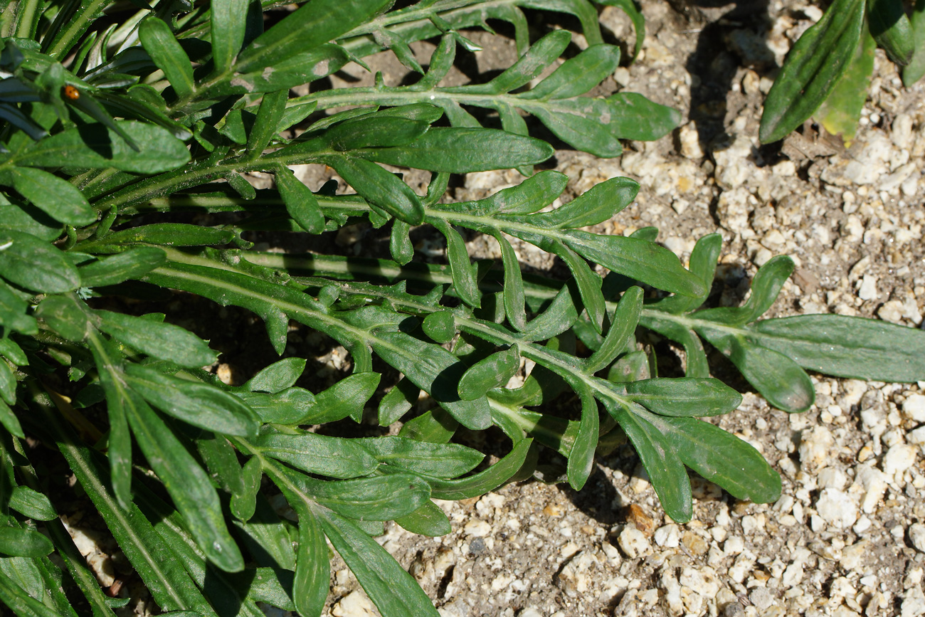 Image of Gazania rigens specimen.