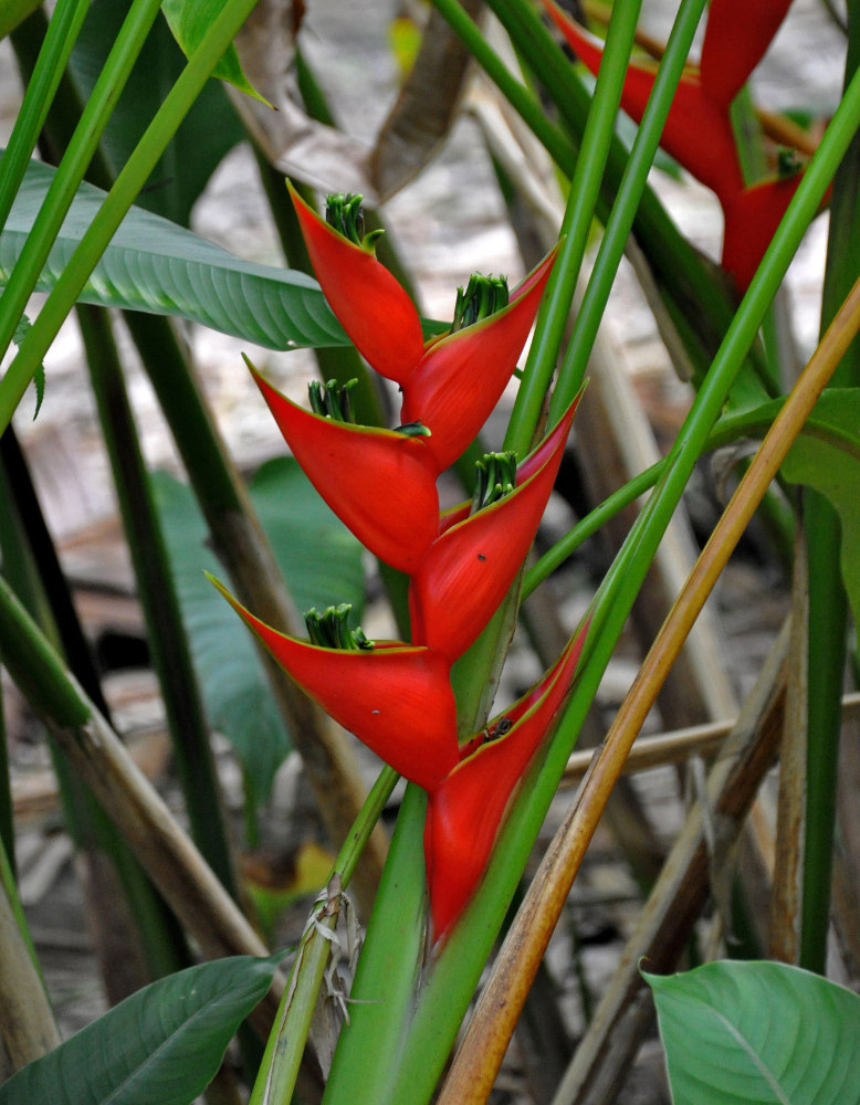 Image of Heliconia stricta specimen.