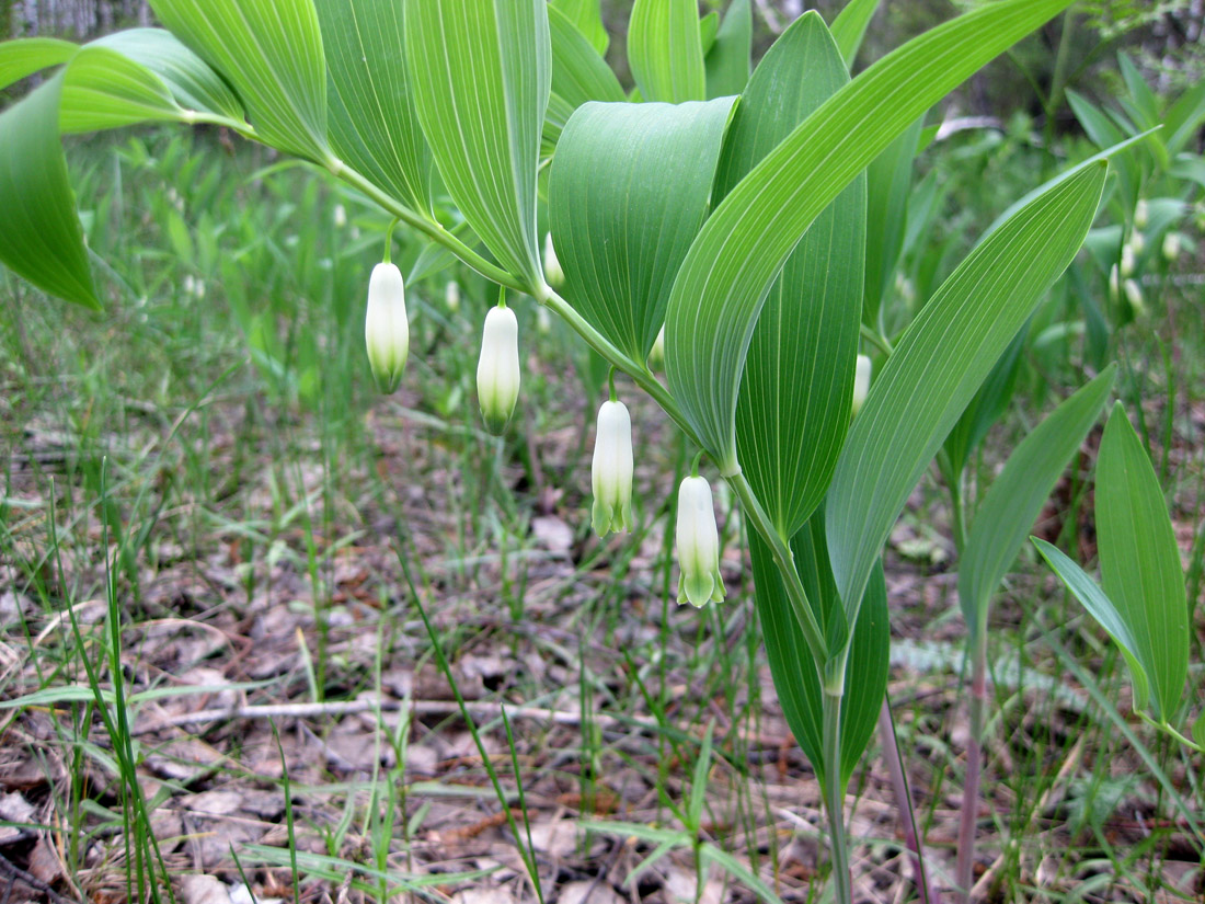 Image of Polygonatum odoratum specimen.