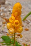 Senna alata