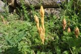 genus Orobanche