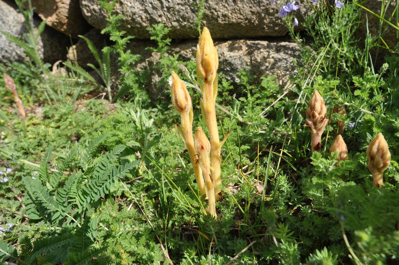 Image of genus Orobanche specimen.