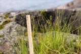 Carex canescens