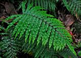 Cyclosorus glandulosus. Вайя. Малайзия, Камеронское нагорье, ≈ 1600 м н.у.м., влажный тропический лес. 03.05.2017.
