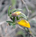 Genista scythica