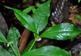 Ardisia villosa