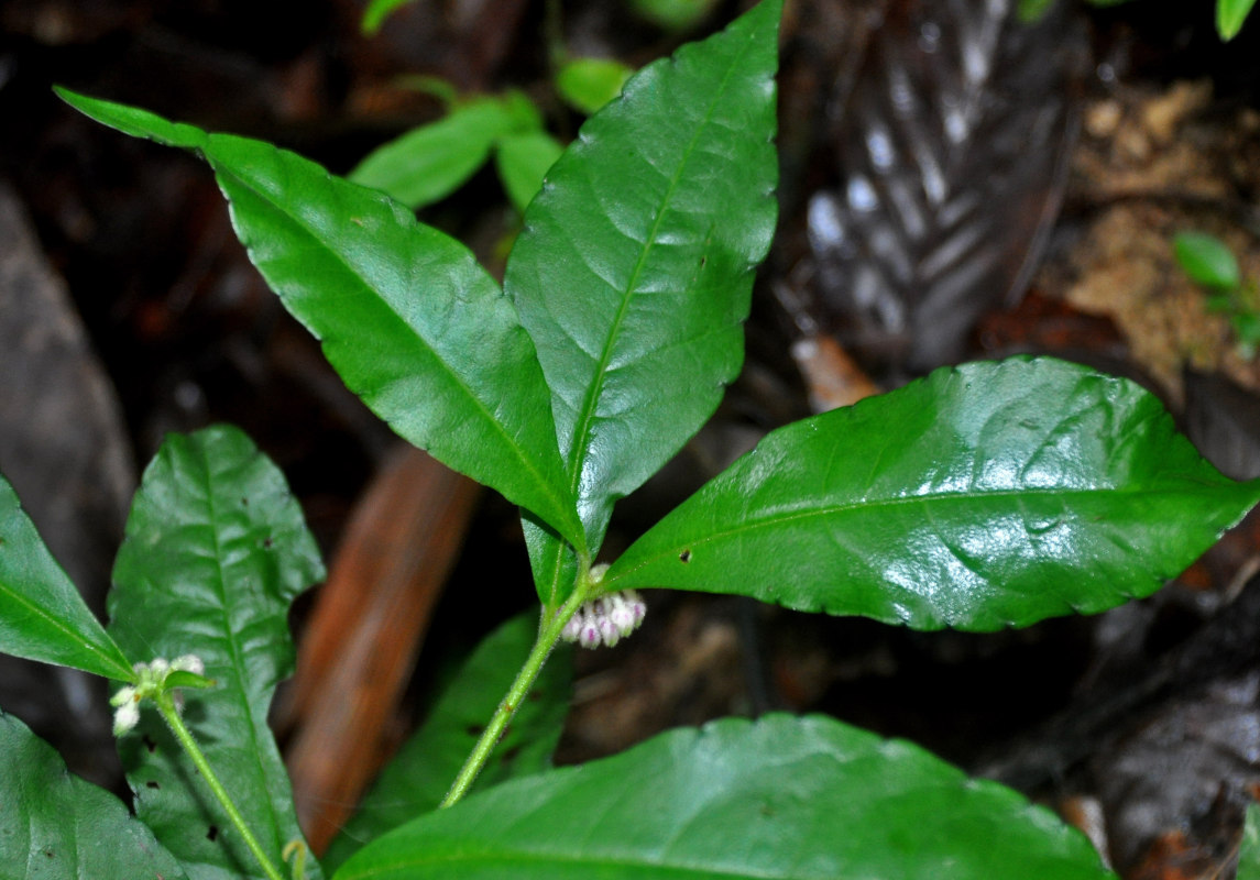 Image of Ardisia villosa specimen.
