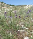 Campanula sibirica