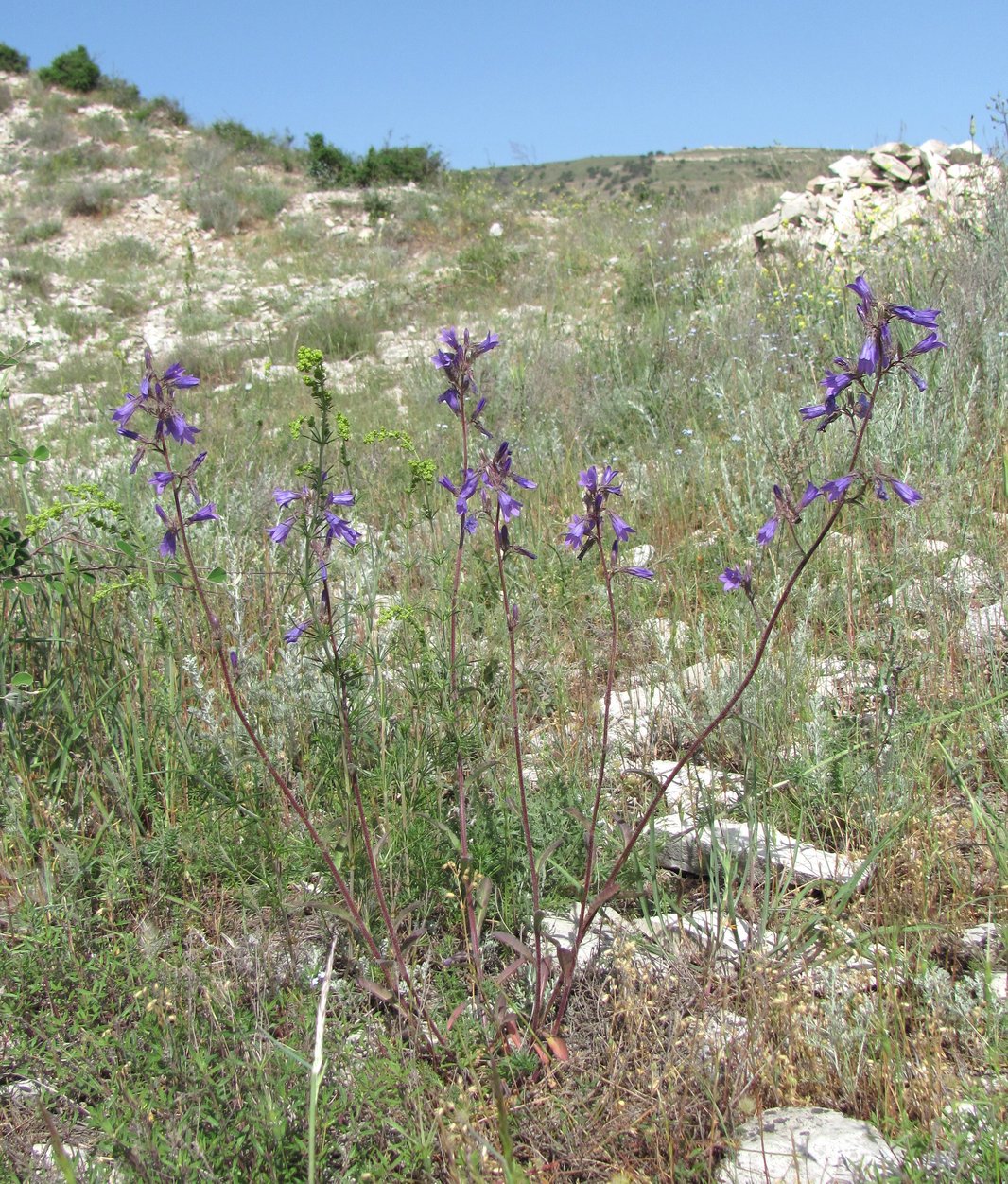 Image of Campanula sibirica specimen.