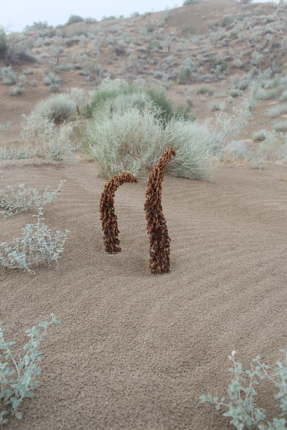 Image of Cistanche flava specimen.