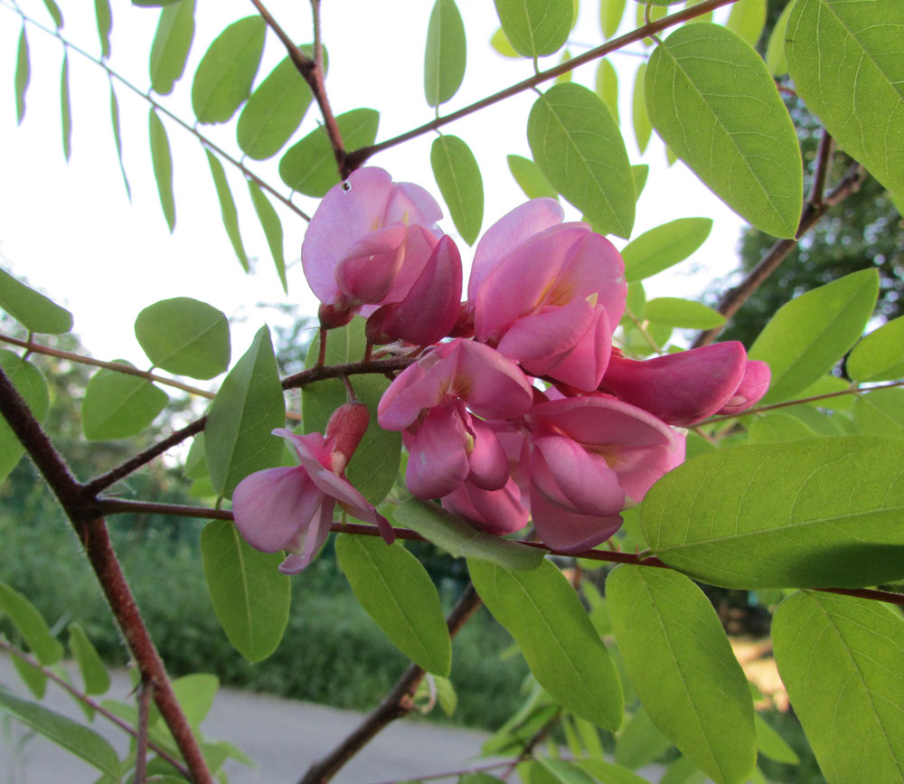 Image of Robinia viscosa specimen.