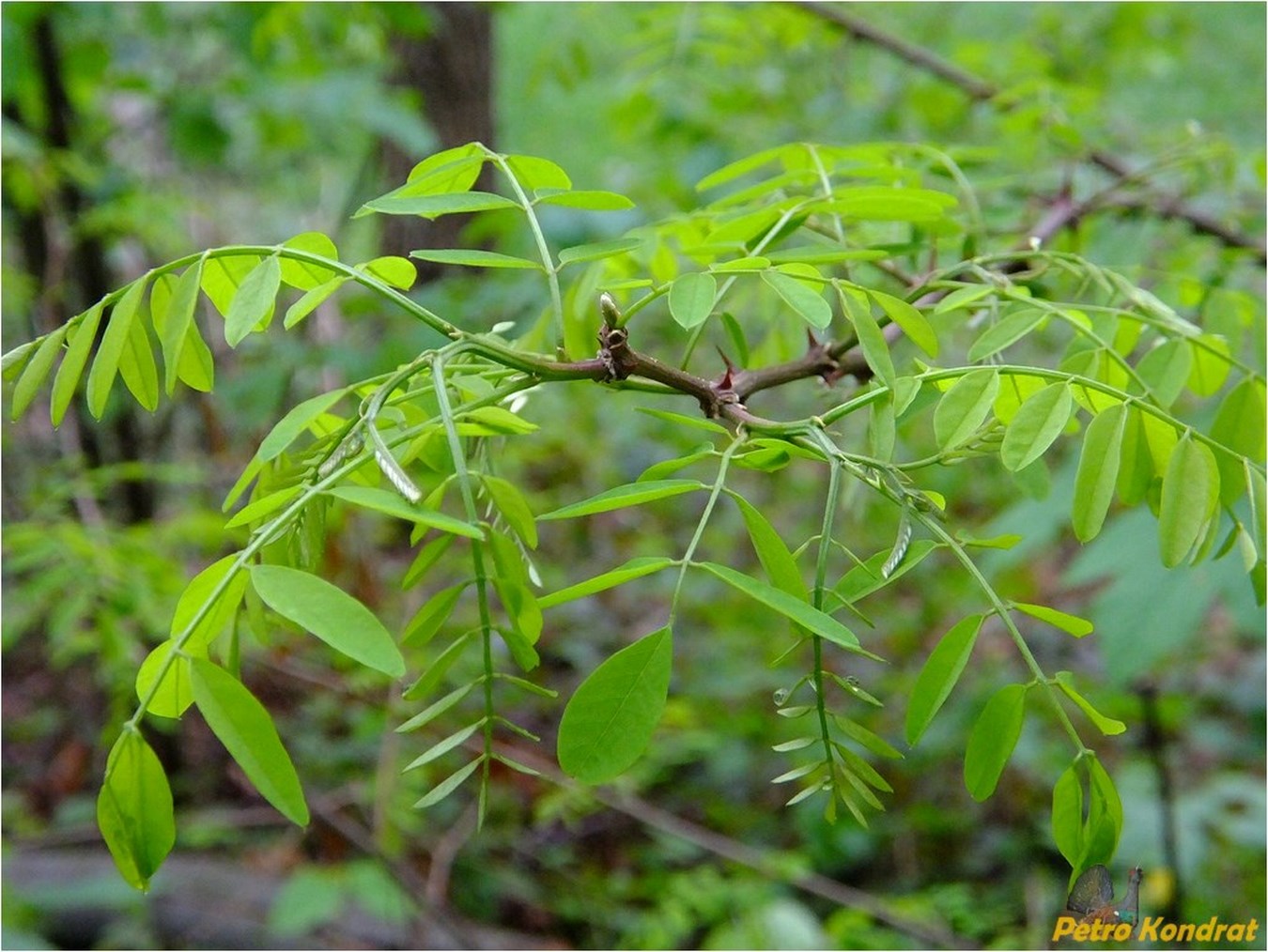 Image of Robinia pseudoacacia specimen.