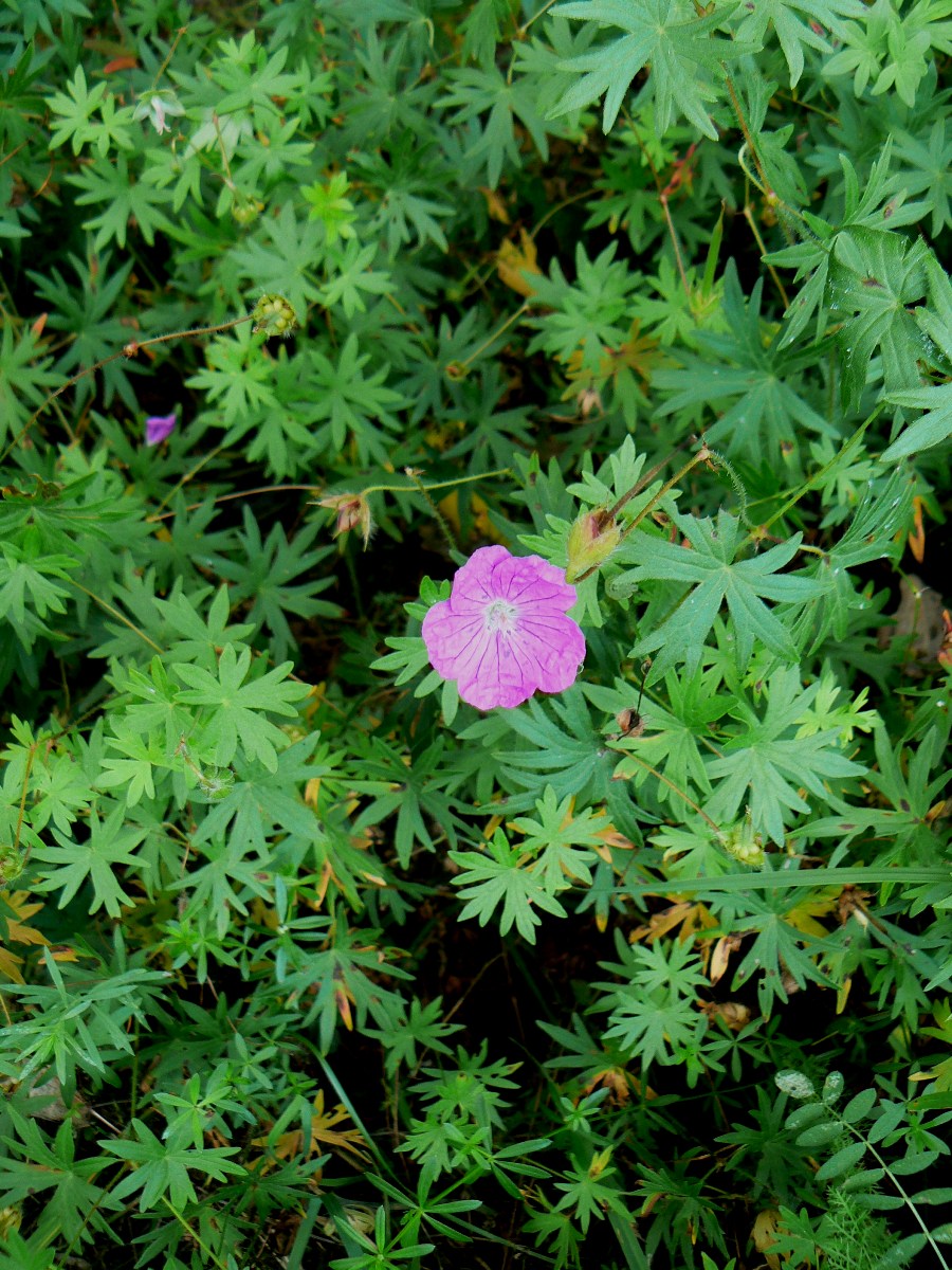 Image of Geranium sanguineum specimen.